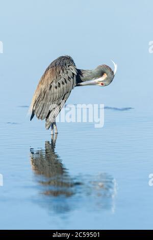 Ein dreifarbiger Reiher (Egretta tricolor), der in flachen Gewässern der Florida Küste aufreiht Stockfoto