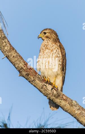 Ein Rotschulter-Falke (Buteo lineatus), der in einem Baum thront Stockfoto
