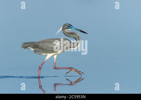 Ein dreifarbiger Reiher (Egretta tricolor), der in flachen Gewässern der Florida Küste jagt Stockfoto