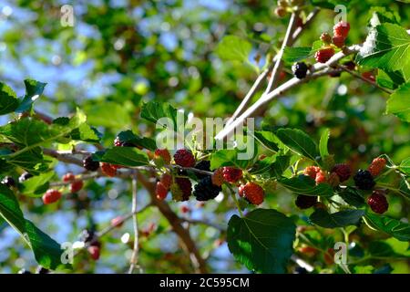 Maulbeeren sowohl reif und Reifung auf einem Zweig eines Maulbeerbaumes (Morus) in einem Glebe Garten, Ottawa, Ontario, Kanada. Stockfoto