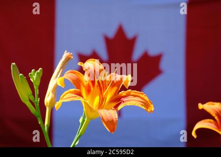 Orangefarbene und gelbe Taglilie (Hemerocallis fulva) vor einer kanadischen Flagge, die am Canada Day 2020, Ottawa, Ontario, Kanada, von einer Veranda hängt. Stockfoto