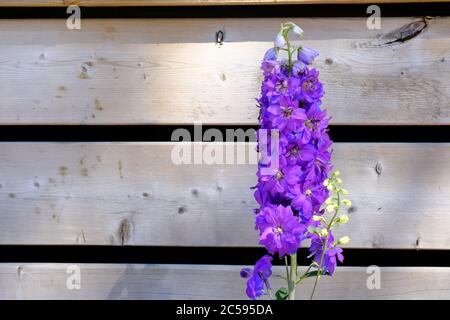 Einzelner violetter Stiel eines Delphiniums (elatum 'Aurora Light Purple'?) Gegen Holzplanken der Veranda eines Glebe-Hauses, Ottawa, Ontario, Kanada. Stockfoto