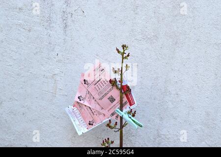 UK National Lotterie und Donnerball Tickets werden auf die wachsende Pflanze auf weißem Hintergrund abgeschnitten. Stockfoto