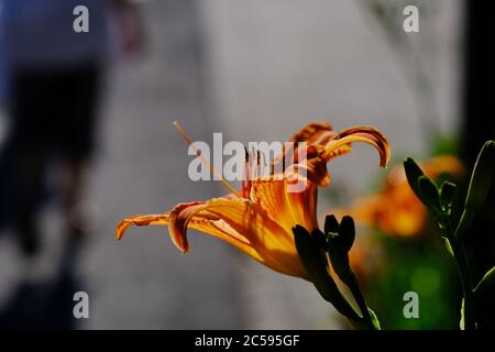 Seite auf Ansicht einer einzelnen orangen Taglilie (Hemerocallis fulva), die in der späten Nachmittagssonne in einem Glebe-Garten, Ottawa, Ontario, Kanada, glüht. Stockfoto