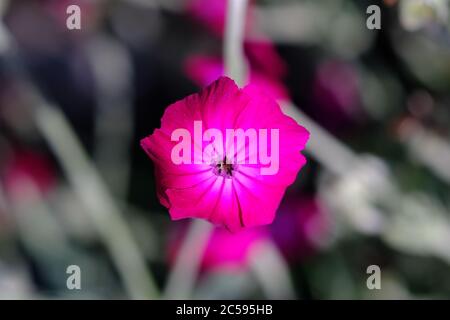 Schöne rote rosa Blume eines Rose campion (Silene coronaria) wächst in einem Glebe Garten, Ottawa, Ontario, Kanada. Stockfoto