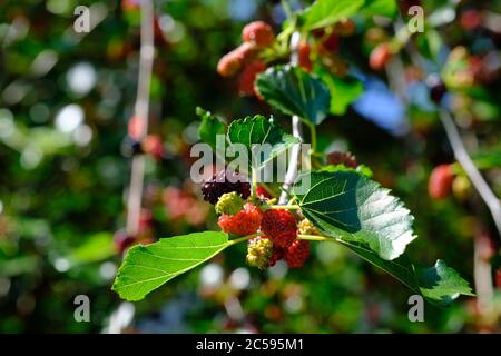Maulbeeren sowohl reif und Reifung auf einem Zweig eines Maulbeerbaumes (Morus) in einem Glebe Garten, Ottawa, Ontario, Kanada. Stockfoto