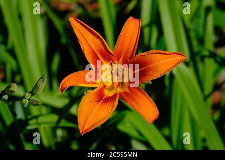 Einzelne orange Taglilie (Hemerocallis fulva) glühend in der späten Nachmittagssonne in einem Glebe Garten, Ottawa, Ontario, Kanada. Stockfoto