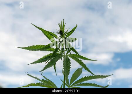 Cannabis Textur Marihuana Blatt Stapel Hintergrund mit Wolken Stockfoto