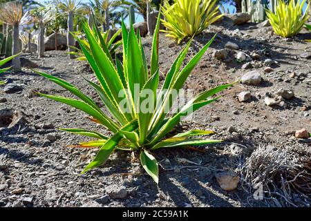 Agave americana (aurea-marginata) im wunderschönen tropischen Kaktusgarten, Gran Canaria. Spanien Stockfoto