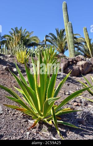 Agave americana (aurea-marginata) im wunderschönen tropischen Kaktusgarten, Gran Canaria. Spanien Stockfoto