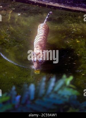 Luftaufnahme von Bengal Tiger in einem Fluss friedlich in einem Zoo in Indien gelegen zu Fuß Stockfoto