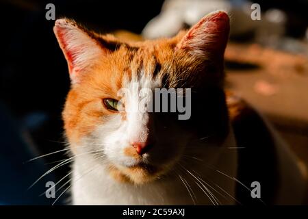 Nahaufnahme, Porträt einer Ingwer-kater mit einem harten Kontrast und geringer Schärfentiefe. Details seines linken Auges sind deutlich zu sehen. Stockfoto