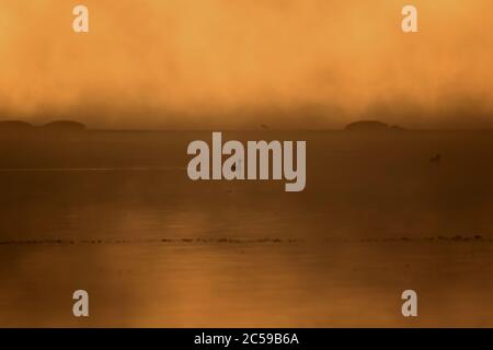 Sonnenuntergang See und Vogel. Nebliger Sonnenuntergang Natur Hintergrund. Stockfoto