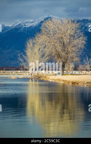 Bäume, die sich an einem bewölkten Tag vom ruhigen Utah Lake spiegeln, mit schneebedeckten Bergen in der Ferne, Utah Lake State Park, Provo, Utah Stockfoto