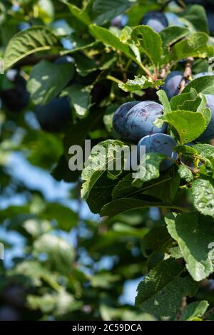 Purpurrote reife Pflaumen hängen an einem Pflaumenbaum an einem sonnigen Tag. Konzepte des saisonalen Obstbaus oder des biologischen Obstanbaus. Stockfoto