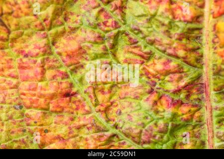 Abstraktes Makro Nahaufnahme Detail von erkranktem Blatt von breitblättrigen Dock / Rumex obtusifolius - möglicherweise von Ramularia rubella. Stockfoto