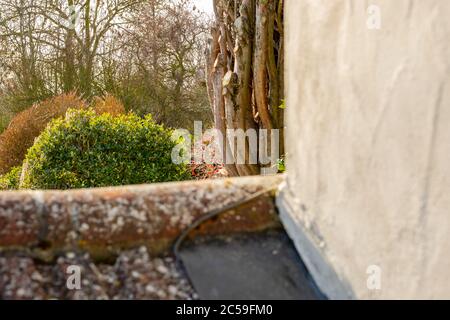 Flache Fokusansicht eines hinteren Gartens mit Sträuchern und einem kürzlich geschnittenen Nadelbaum. Von einem Balkon aus gesehen Bereich eines Cottage. Stockfoto