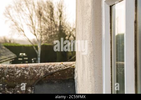 Flache Fokusansicht eines hinteren Gartens mit Sträuchern und einem kürzlich geschnittenen Nadelbaum. Von einem Balkon aus gesehen Bereich eines Cottage. Stockfoto