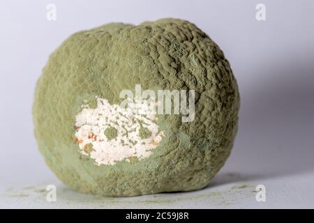 Makrofotografie einer sehr schimmeligen Zitrone. Stockfoto