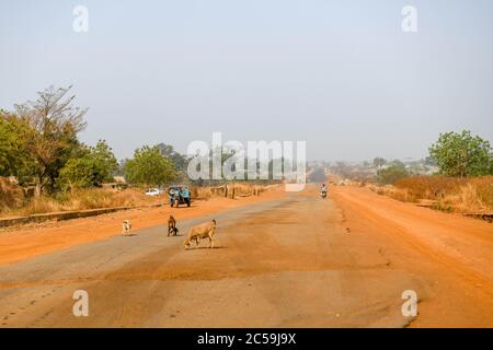 Afrika, Westafrika, Benin, Natitinqou. Schafe essen Blätter auf einer Straße im Norden Benins. Stockfoto