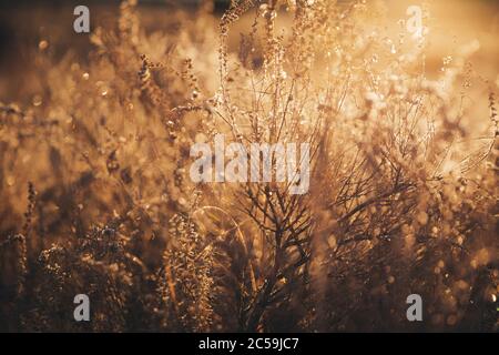 Morgenbüsche im Arches National Park Stockfoto