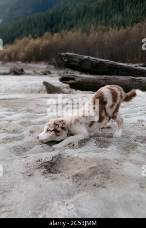 Rot Merel Border Collie Puppy Stockfoto