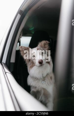 Rot Merel Grenze Collie Blick durch das Autofenster Stockfoto