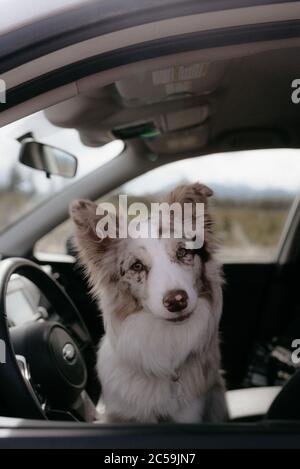 Red Merel Border Collie Puppy Blick aus dem Autofenster Stockfoto