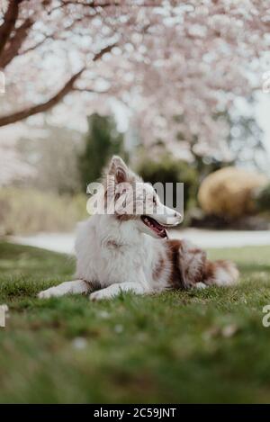 Rot Merel Border Collie Puppy Stockfoto