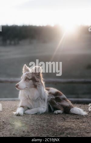 Rot Merel Grenze Collie Sonnenuntergang Porträt Stockfoto