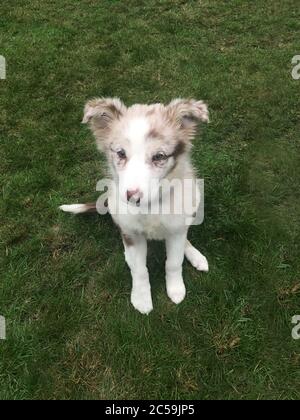 Rot Merle Grenze Collie Welpen Stockfoto