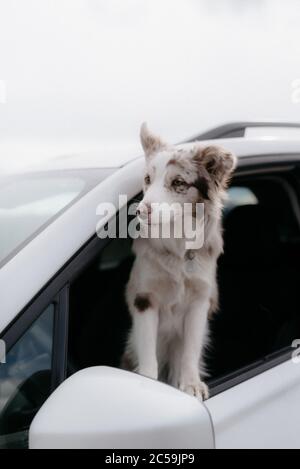 Red Merel Border Collie Puppy Blick aus dem Autofenster Stockfoto