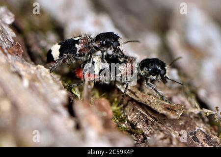 Frankreich, Territoire de Belfort, Chaux, Wald, Clerus mutillarius Paarung auf einem Eichenholz Stockfoto