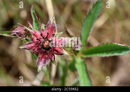 Frankreich, Territoire de Belfort, Chaux, Teich, Flussufer, Comarum palustre, blühend Stockfoto