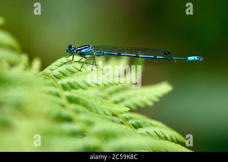 Frankreich, Territoire de Belfort, Chaux, Wald, Teich, Flussufer, Coenagrion puella, Männchen auf Adlerfarn Stockfoto