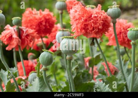 Opium poppy pods with opium latex ready to harvest Stockfoto
