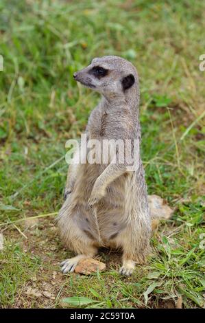 Erdmännchen auf Uhr Stockfoto