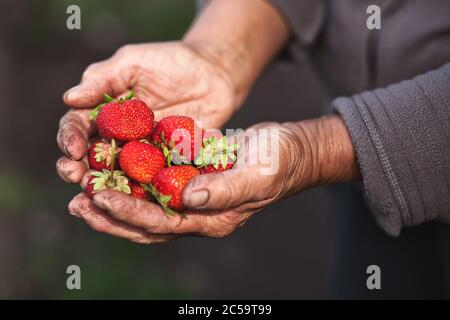 Ältere Frau mit frisch gepflückten Erdbeeren in der Hand. Stockfoto