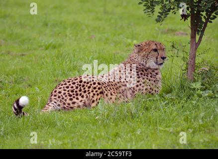 Gepard liegt im Gras Stockfoto