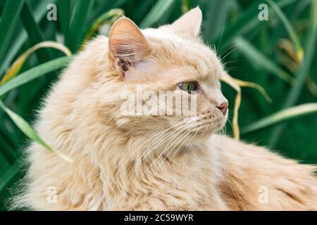 Schöne perserkatze im Gras im Sommer Nahaufnahme Stockfoto