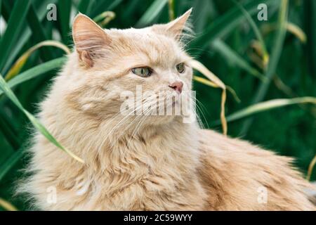 Schöne perserkatze im Gras im Sommer Stockfoto