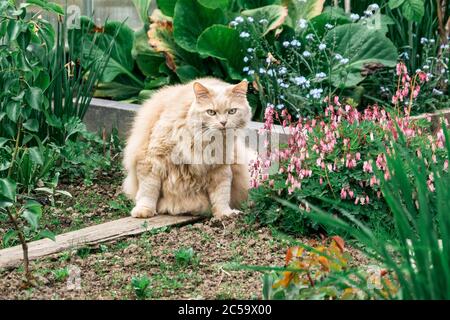 Schöne perserkatze im Garten Gras im Sommer Stockfoto