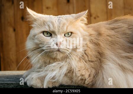 Porträt einer schönen persischen Katze in einem Landhaus Stockfoto