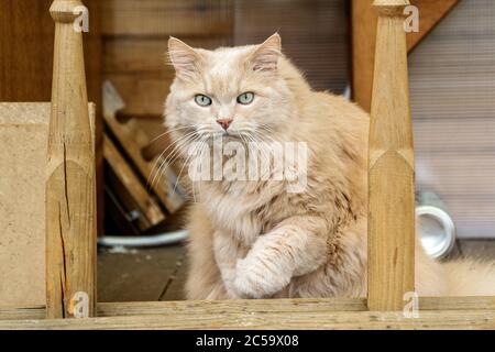 Schöne perserkatze in einem Sommerhaus im Sommer Stockfoto
