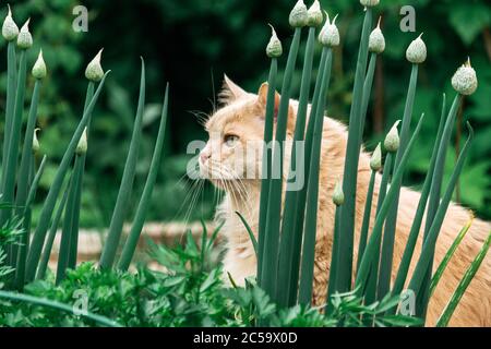 Schöne persische Katzenjagd im Gras im Sommer Stockfoto