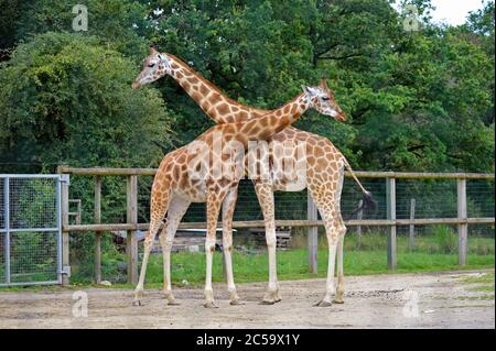 Zwei Giraffen im Naturpark Mervent Frankreich Stockfoto