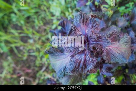 Shiso Pflanze lila Neetle im Freien Perilla frutescens Blätter im Freien Stockfoto