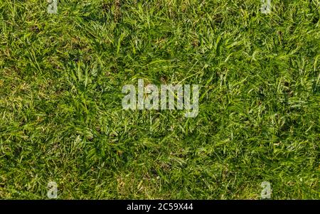 Grünes Gras trampelte in einem Park im Freien an einem sonnigen Tag Stockfoto