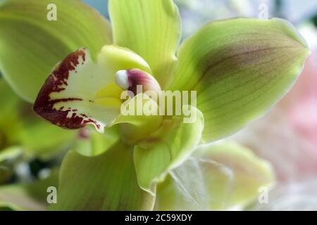 Extreme Makro-Foto von gelben Orchideenblume als Hintergrund verwendet, selektive Fokus Stockfoto