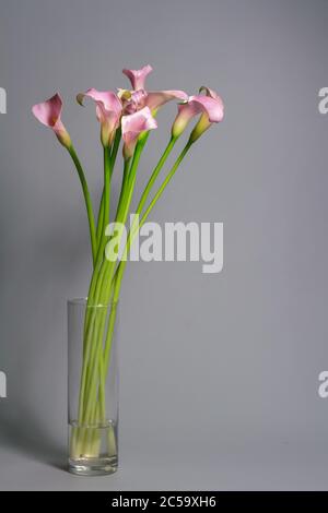 Bouquet von rosa Calla Lilien in Glasvase auf grauem Hintergrund, Gruß- oder Geschenkkonzept, selektiver Fokus Stockfoto